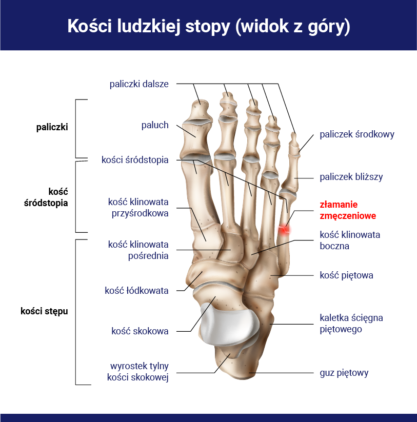 kości stopy
