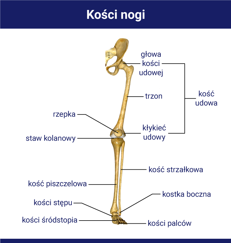 kości nogi